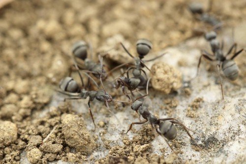 ants-984547_960_720c1be3.md.jpg