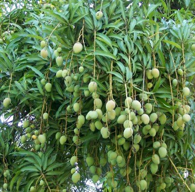 mango-tree21c49b.jpg