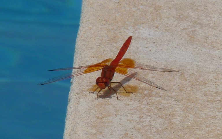 red dragonfly 177