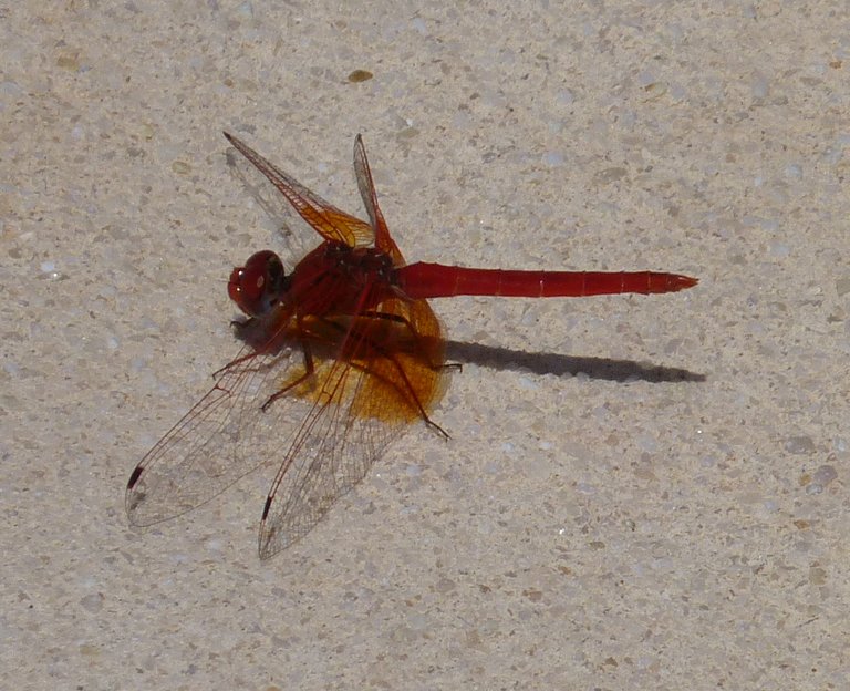 red dragonfly 186