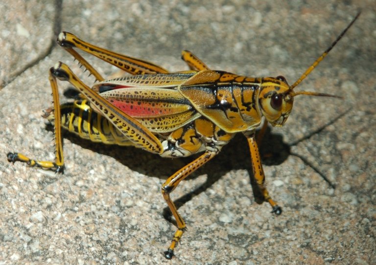 NLN_Eastern_Lubber_Grasshopper58d1f.jpg