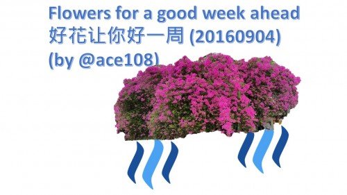 SteemitFlowersByace108-20160903d0461.md.jpg