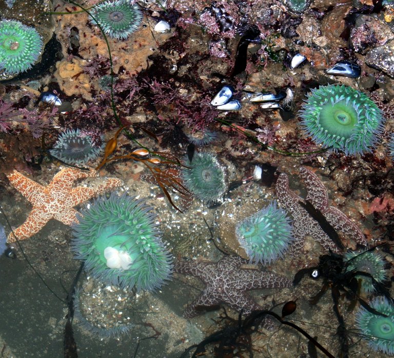 SCTidePoolsCCviaWikimediaBrockenInaglory2e445.jpg