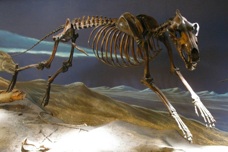 Dire_Wolf_SkeletonCCWikimediaJanineandJimEden77519.jpg