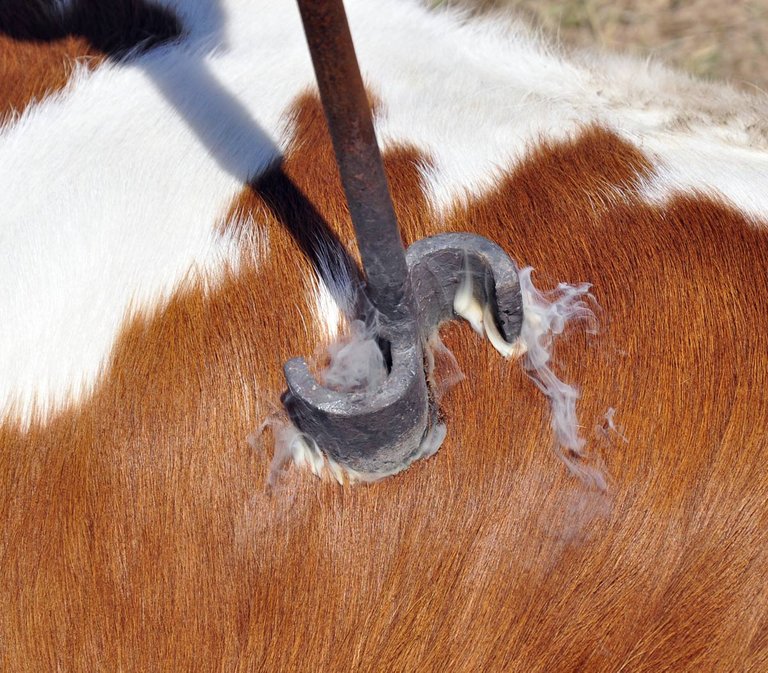 Cattle branding