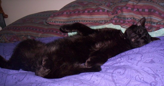 Sid the black cat sleeping