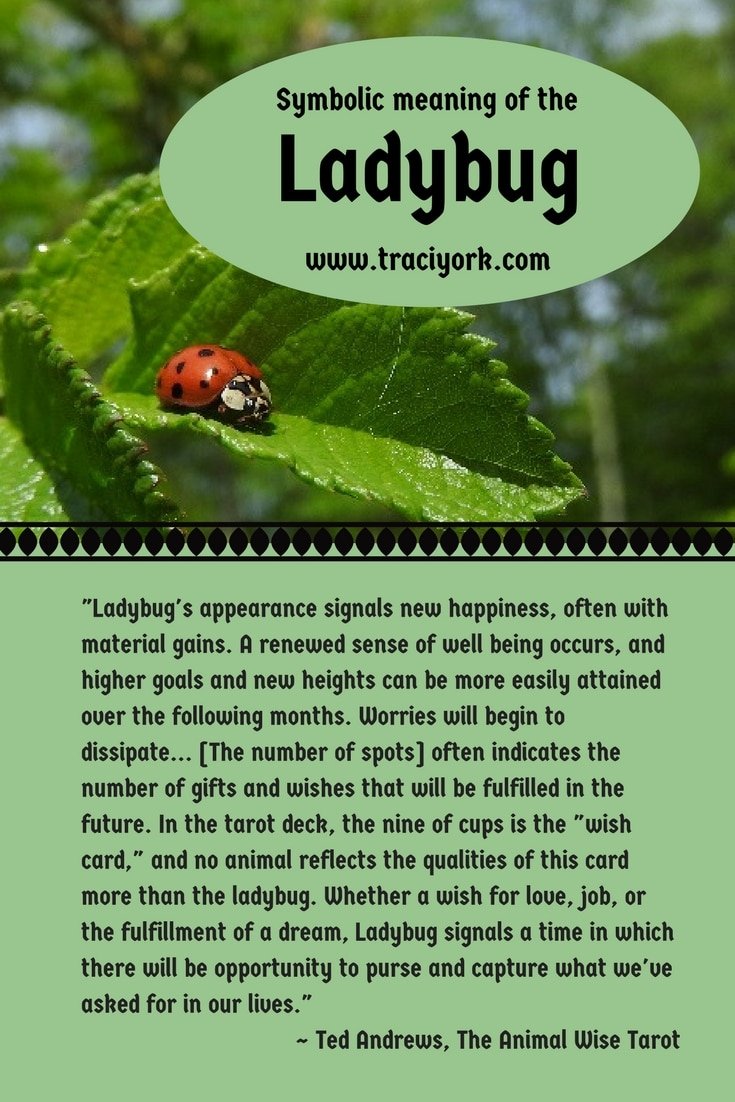 Witch Quote Challenge Week 3 Ladybug symbolic meaning by Ted Andrews