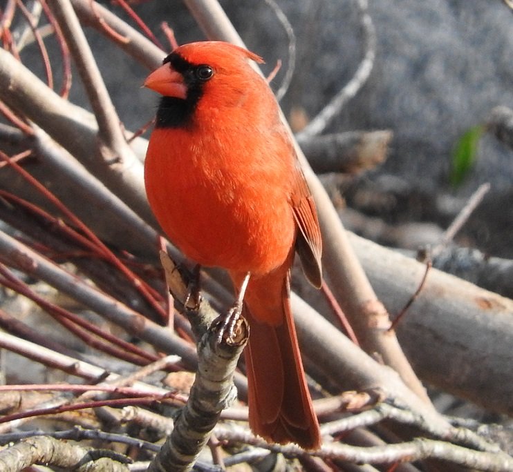 12 Cardinal