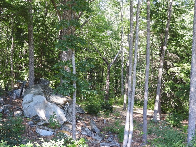 Walk from July 12th 2016