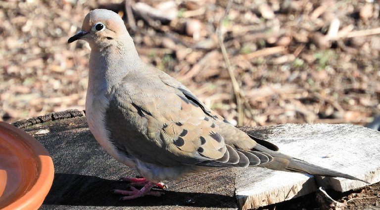 12 Mourning Dove Photos