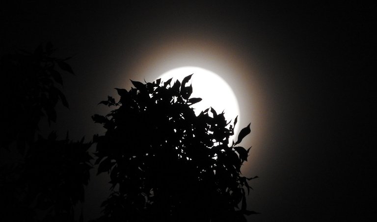 Waxing Gibbous Moon