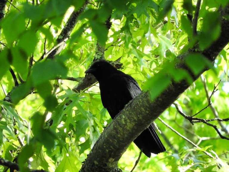 crow visits in June 2017