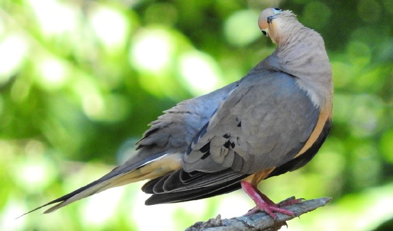 12 Mourning Dove Photos