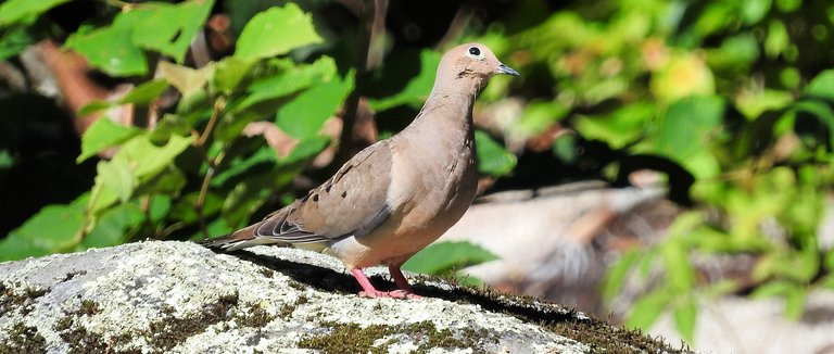 12 Mourning Dove Photos