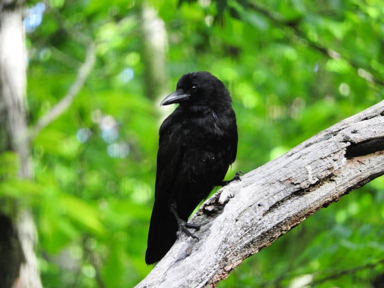 crow visits in June 2017