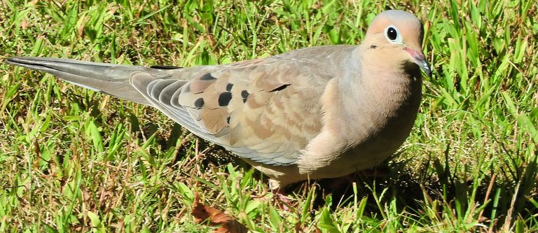 12 Mourning Dove Photos