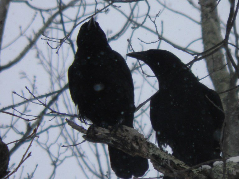 Dreamy Crow Couple