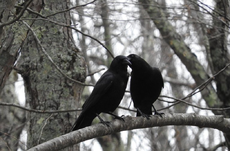 Dreamy Crow Couple