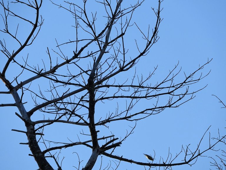 Feathered Friday - Birds in my yard