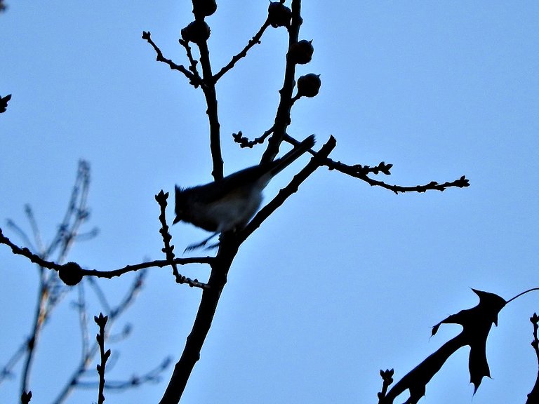 Feathered Friday - Birds in my yard