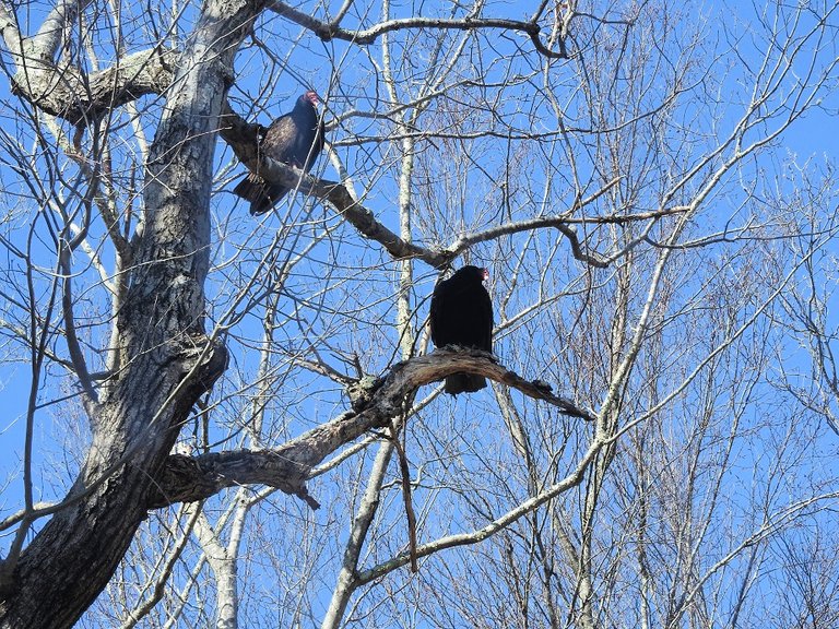 Feathered Friends Visit from some Turkey Vultures