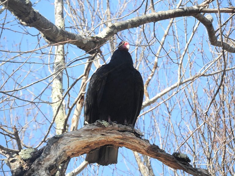 Feathered Friends Visit from some Turkey Vultures