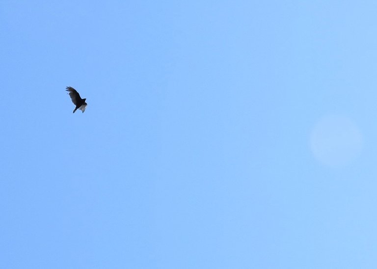 Feathered Friends Visit from some Turkey Vultures