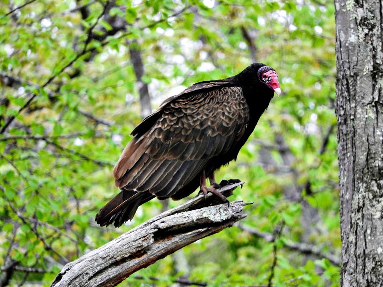Turkey Vulture #FeatheredFriends