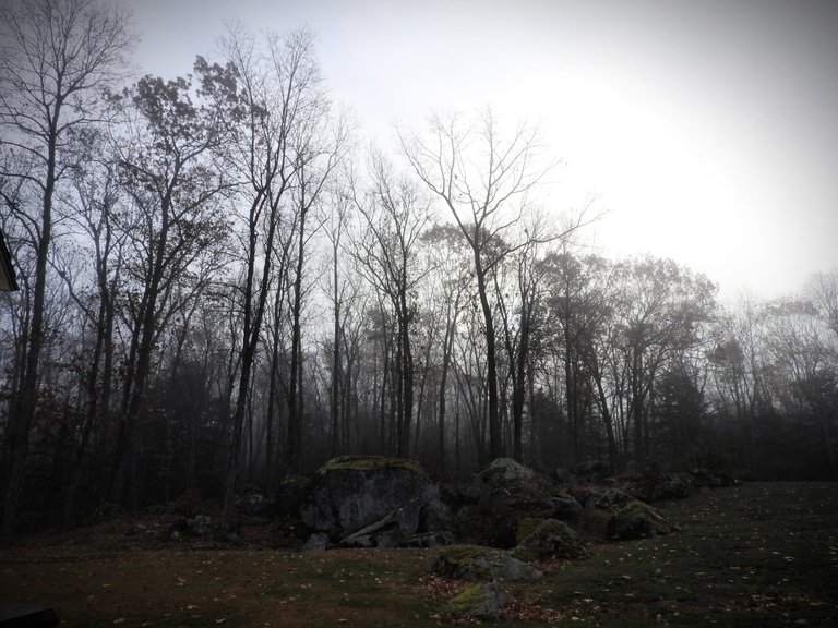 Foggy Forest Wordless Wednesday Walk
