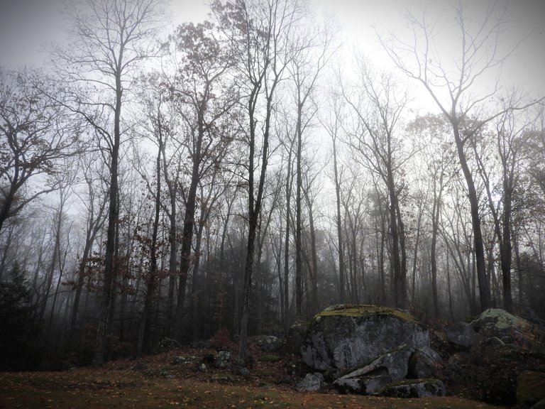 Foggy Forest Wordless Wednesday Walk