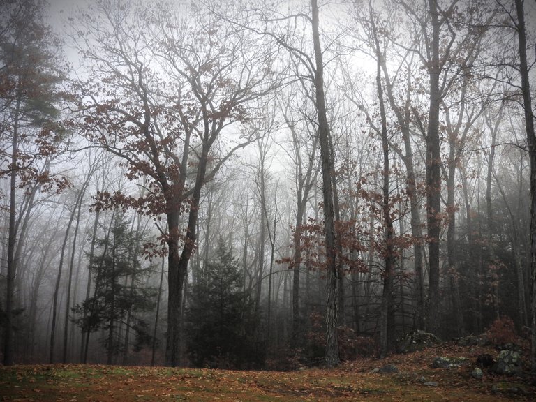 Foggy Forest Wordless Wednesday Walk