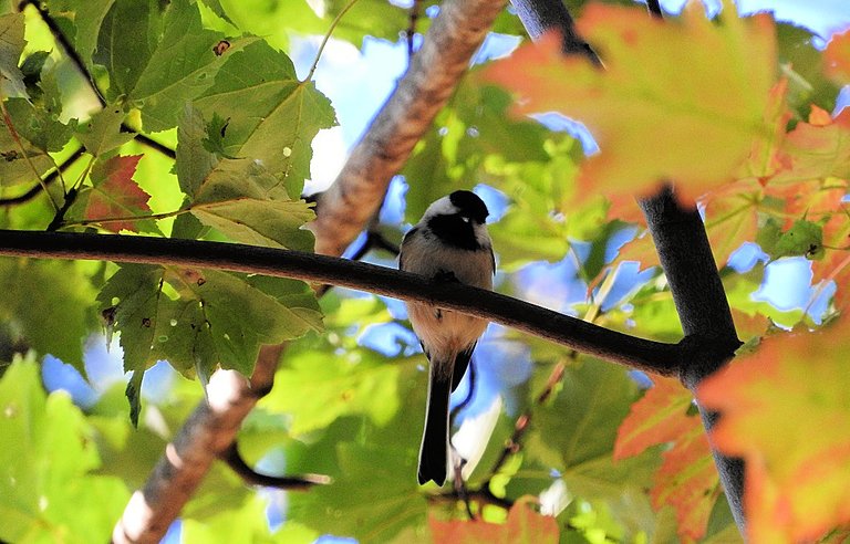 Flashback Friday Five Feathered Friends in Fall 2016