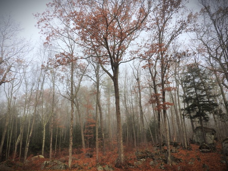 Foggy Forest Wordless Wednesday Walk