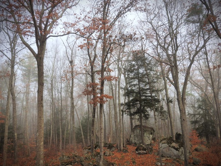 Foggy Forest Wordless Wednesday Walk