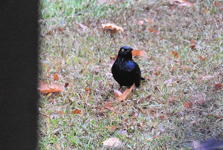 Annoyance of Grackles visit on a stormy October day