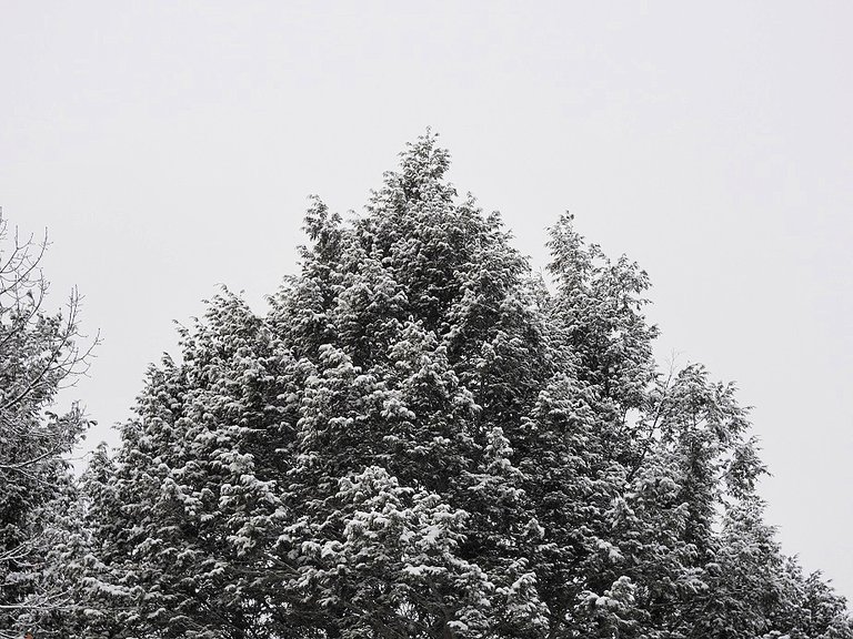 Snowy Solstice Trees