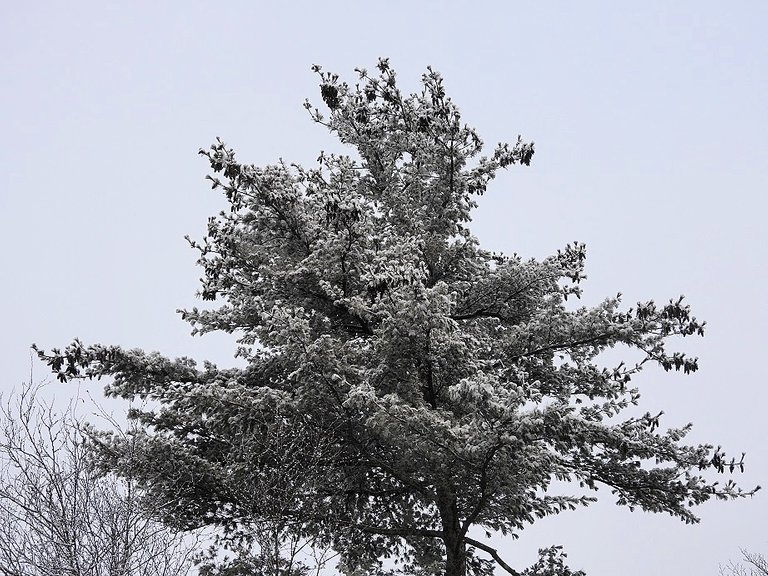 Snowy Solstice Trees