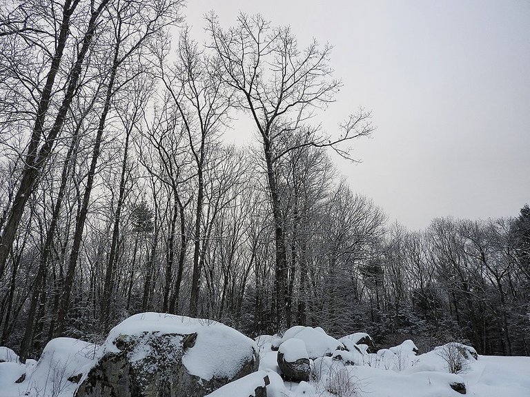 Snowy Solstice Trees