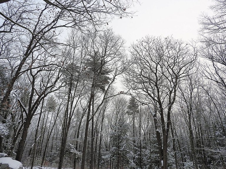 Snowy Solstice Trees