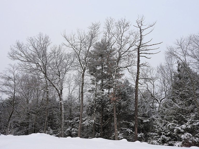 Snowy Solstice Trees