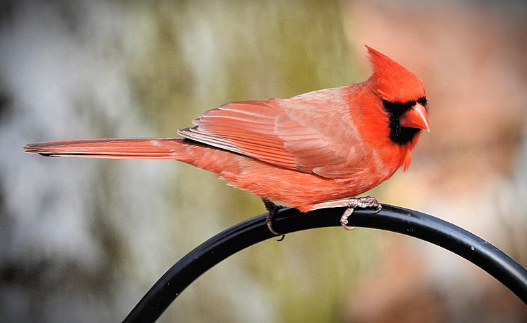 Zazzle greeting cards featuring my feathered friends for my mother