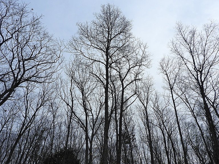 The Woods Behind our House