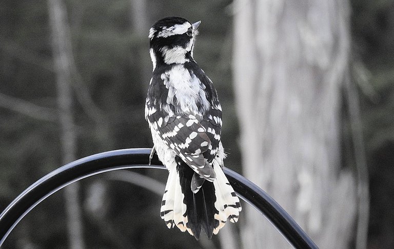 Birds at my Feeder