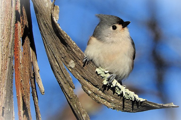 Zazzle greeting cards featuring my feathered friends for my mother