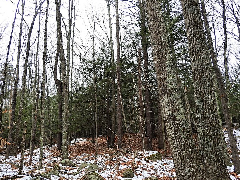 The Woods Behind our House