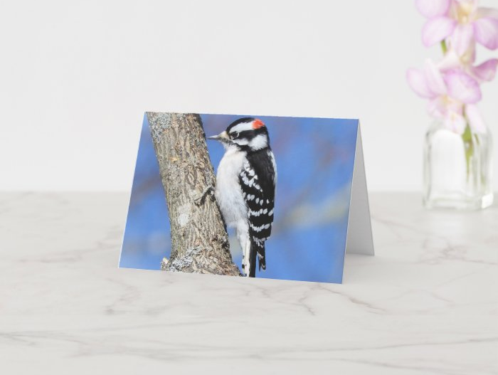 Zazzle greeting cards featuring my feathered friends for my mother