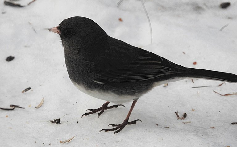 Birds at my Feeder