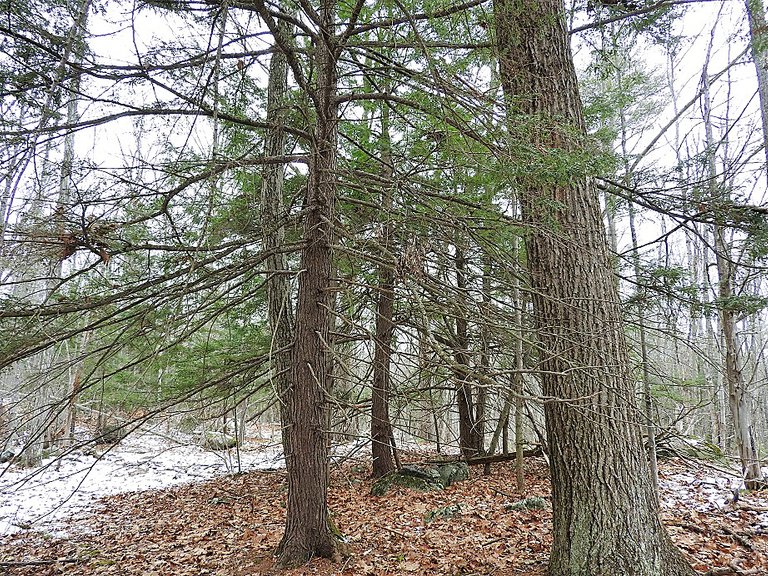 The Woods Behind our House