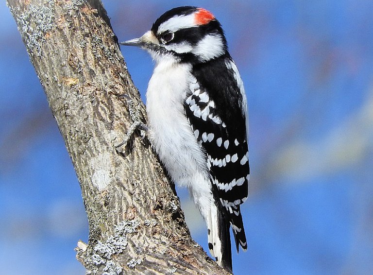 Zazzle greeting cards featuring my feathered friends for my mother