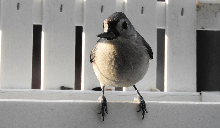 Birds at my Feeder